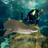 Buceo con Tiburones (Barcelona)