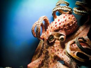 El-pulpo-mas-grande-del-mundo-2