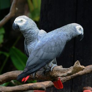 PsittacusErithacusErithacus