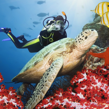 Green turtle underwater on a coral. Sipadan. Celebes sea