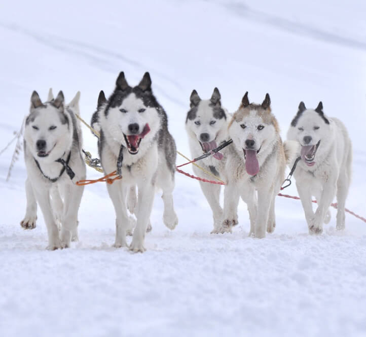 Qué hacer en Andorra con niños: Mushing