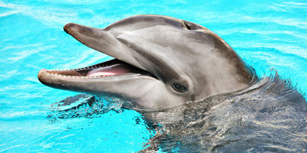 Dónde se puede nadar con delfines en España