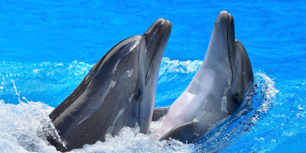 Encuentro con delfines en el Oceanografic de Valencia