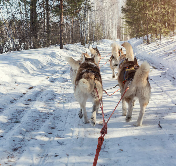 Mushing en el Pirineo de Andorra