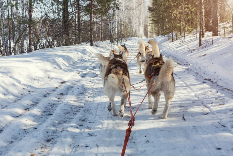 Mushing en el Pirineo de Andorra