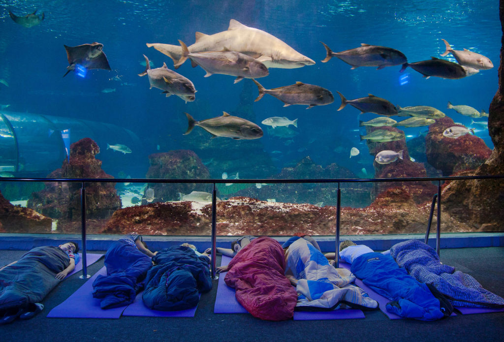 Regalos de Navidad para niños: dormir con tiburones