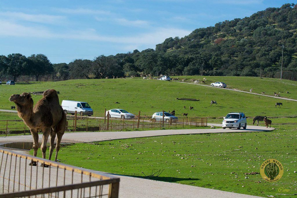 Parque de animales Safari Madrid