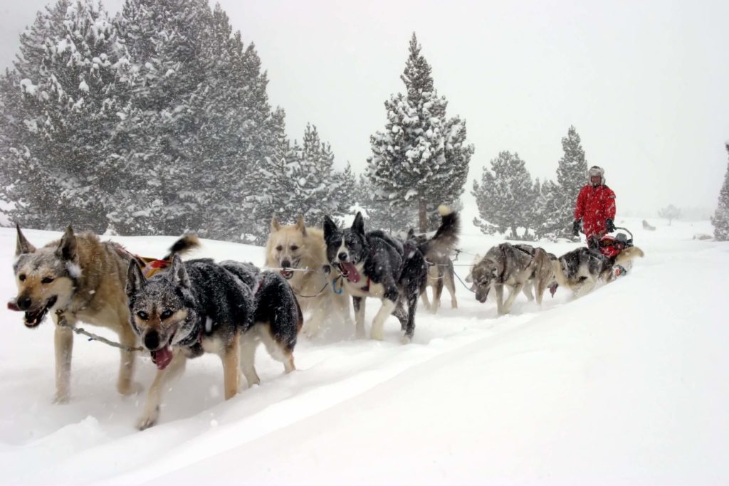 Actividades en la nieve: Mushing Grandvalira Andorra