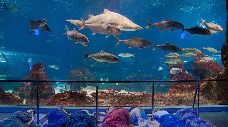 regalos para niños: dormir con tiburones