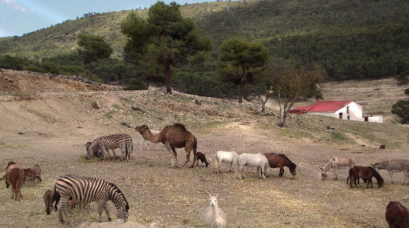 regalos originales para niños: Safari Aitana