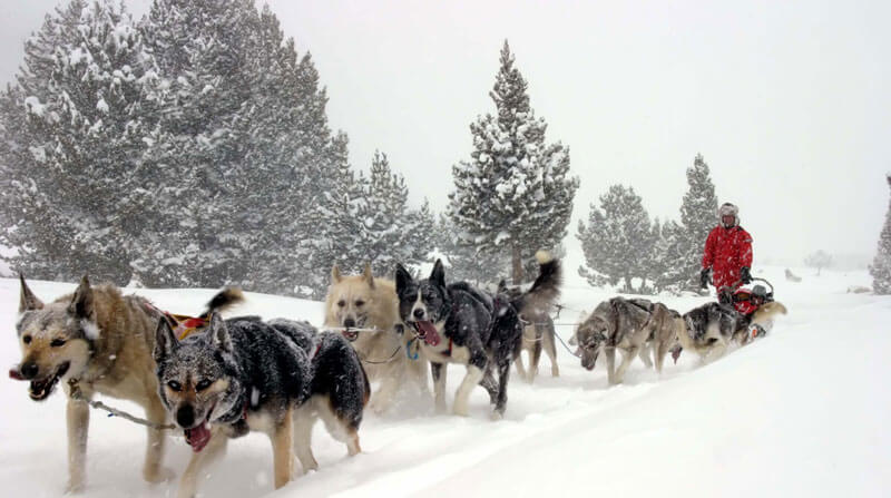 regalos originales para niños: mushing