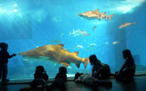 Noche con Tiburones en Acuario de Sevilla