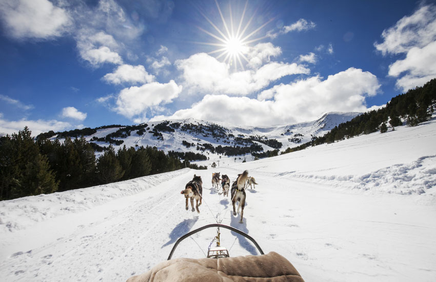 Ideas para el día del padre: mushing