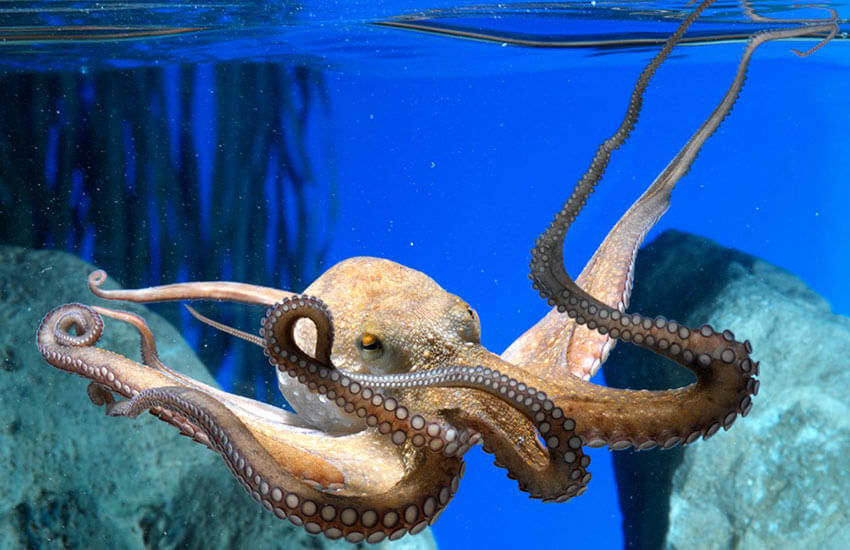 Planes con niños Barcelona: Aquarium de Barcelona