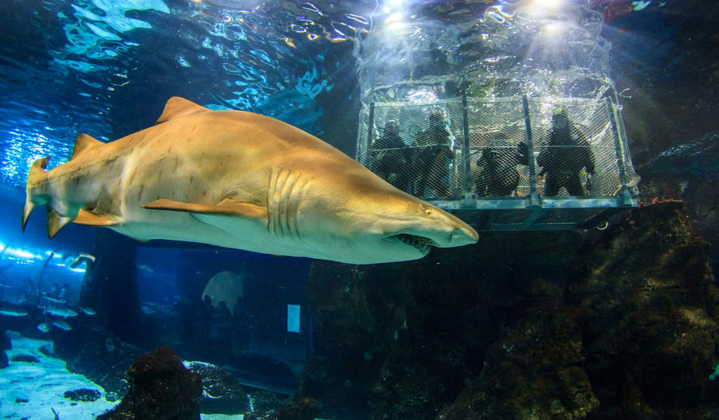 Regalar experiencias en Barcelona: sumergirse con tiburones