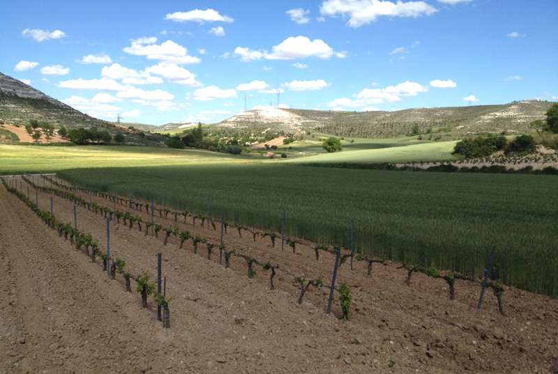 Bodegas en Valladolid: Bodegas Arbás