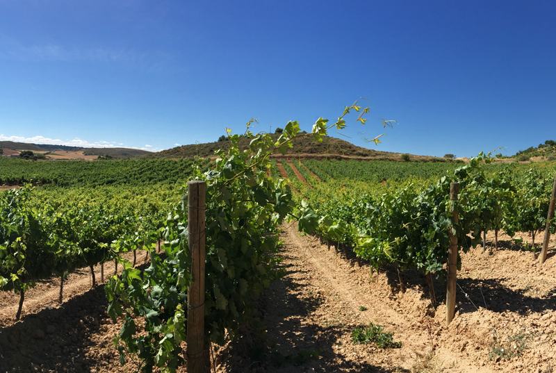 Bodegas en Valladolid: Bodega Nexus