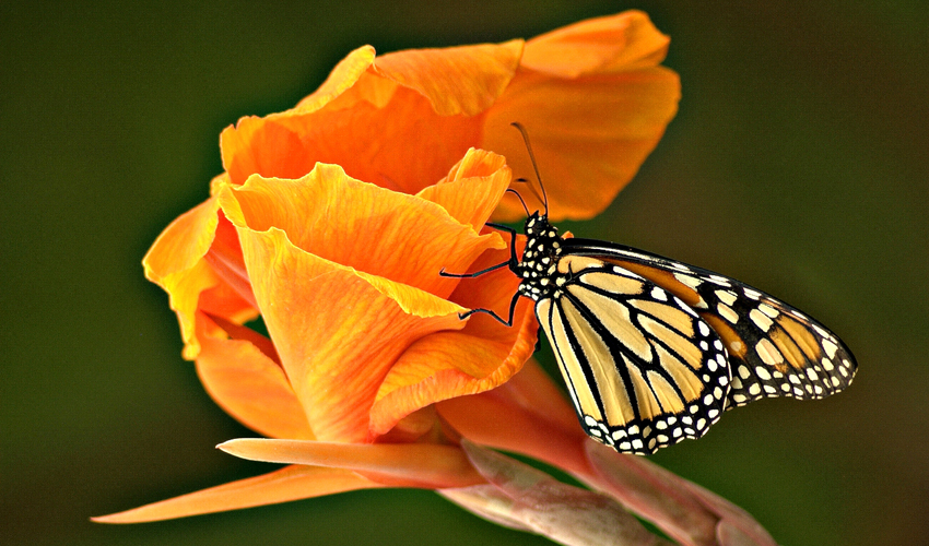 Mejores experiencias 2020: Mariposario de Benalmádena