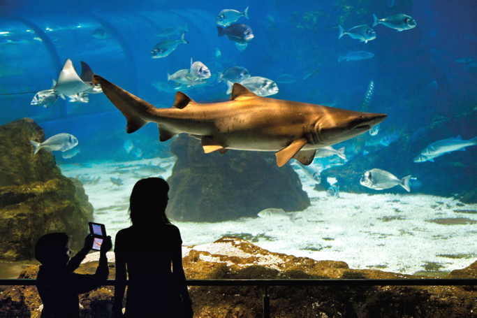 Que hacer con niños en Barcelona: L'Aquarium