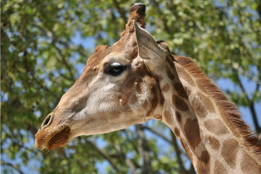 Que hacer con niños en Barcelona: Zoo Barcelona