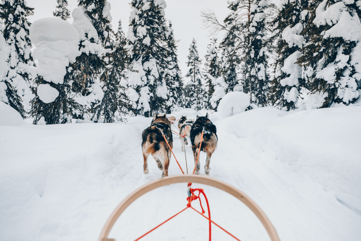 Mushing