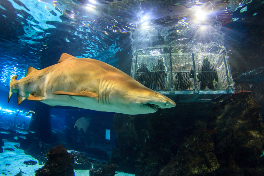 ideas originales para sorprender: Sumergirse entre tiburones