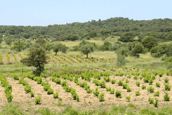 bodegas-en-madrid: Bodega Saavedra