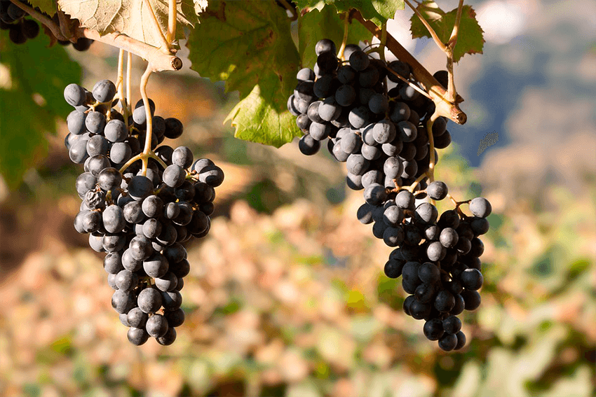 bodegas-en-madrid: Bodegas del Nero