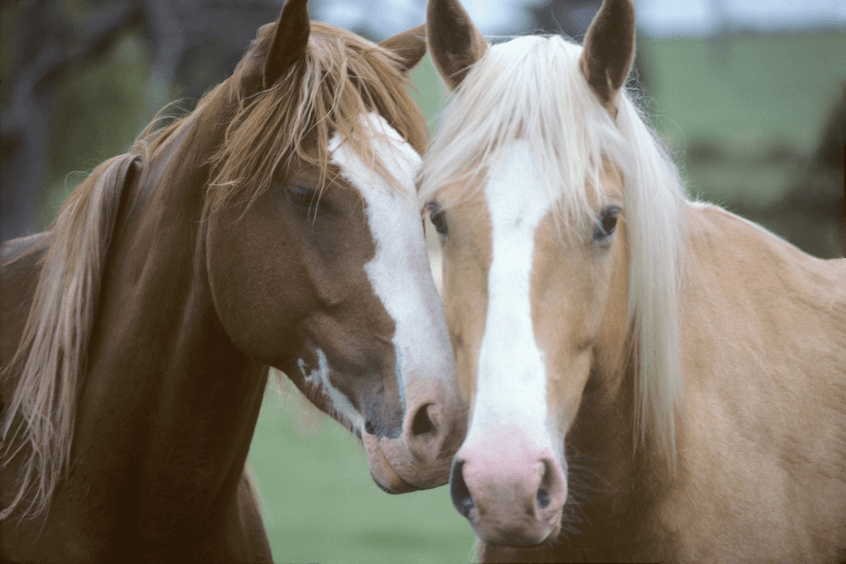 que-hacer-en-sevilla-con-ninos: Paseo a caballo