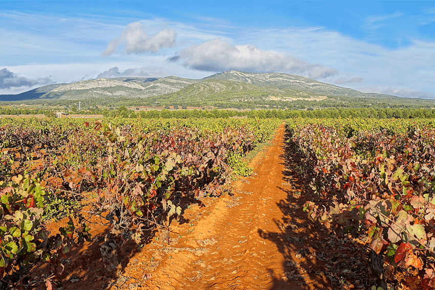 mejores-bodegas-de-espana: Bodegas Rebollar Ernesto Cárcel