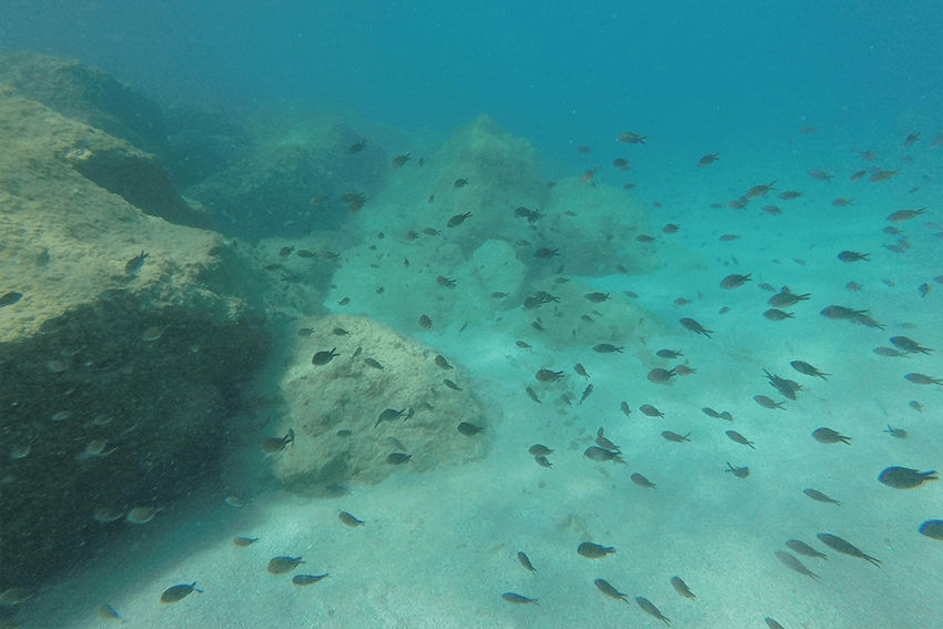 mejores-sitios-para-bucear-en-espana: Ametlla de Mar, Tarragona