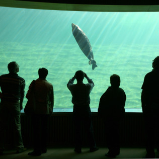 Entrada al Oceanogràfic, al Hemisfèric y al Museo de las Ciencias Príncipe Felipe (Valencia)