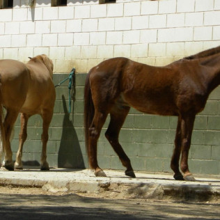 Curso de Iniciación a la Equitación en Hípica Severino (Sant Cugat, Barcelona)