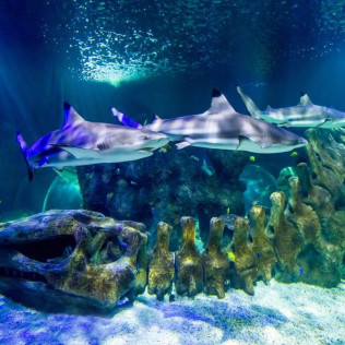 Entrada a Sea Life Benalmádena (Málaga)
