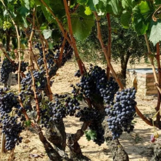 Visita Guiada por Bodega Baronia de Vilademuls y Cata de Vinos para dos (Parets d’Empordà, Girona)