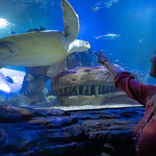 Entrada a Sea Life Benalmádena (Málaga)