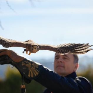Descubre a las Aves Rapaces y Vuela a un Águila (Guadalajara)