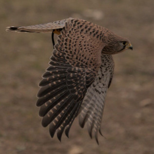 Descubre a las Aves Rapaces y Vuela a un Águila (Guadalajara)