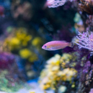 Entradas para el Acuario de Gijón (Asturias)