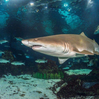 Acuarista por un Día en L'Aquàrium de Barcelona (Barcelona)