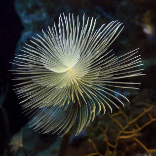 Acuarista por un Día en L'Aquàrium de Barcelona (Barcelona)