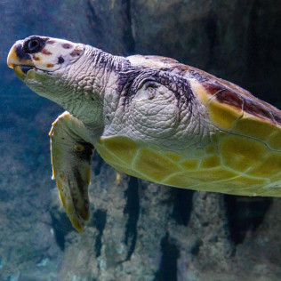 Entrada al Aquarium Costa de Almería (Roquetas de Mar, Almería)