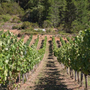 Circuito Spa y Menú en Hotel Balneario La Hermida 4* y Visita a la Bodega Picos de Cabariezo con Cata para dos (Cantabria)