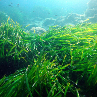Cursillo de Iniciación al Buceo (Ciutadella de Menorca)