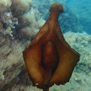 Bautismo de Buceo en Cala Gogo para dos (Sant Antoni de Calonge, Costa Brava)