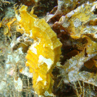 Bautizo de Buceo (Tenerife)