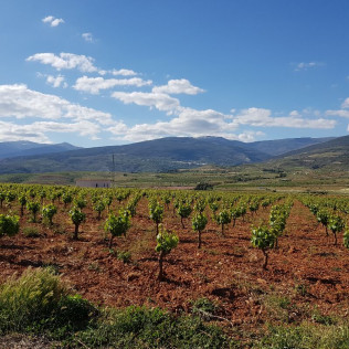 Visita Guiada con Cata en la Finca Ecológica del Cortijo El Cura Eco-Bodega (Laujar de Andarax, Almería)