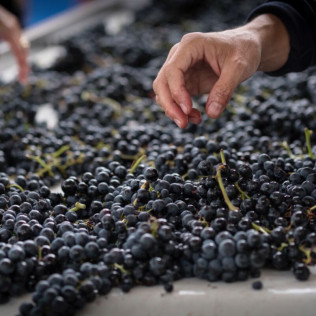 Visita a Bodega Territorio Luthier con Degustación y Aperitivo para dos (Aranda de Duero, Burgos)