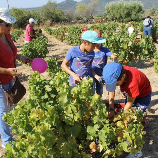 Visita Guiada con Cata de Vinos y Aperitivo para dos en Bodega Aumesquet Garrido (Cadalso de los Vidrios, Madrid)