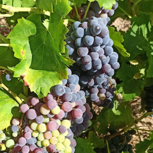 Visita a Bodega Cristo del Humilladero con Cata, Aperitivo y Comida para dos (Cadalso de los Vidrios, Madrid)